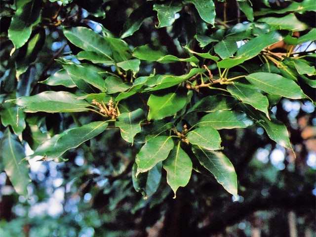 chêne japonais à feuilles persistantes