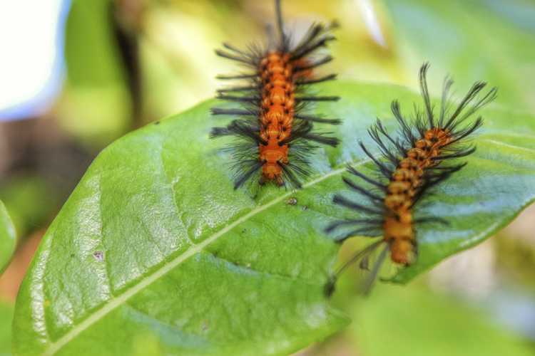 You are currently viewing Papillon de la guêpe du laurier-rose – Conseils sur l’identification et le contrôle de la papillon de la guêpe