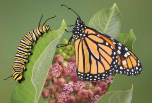 Lire la suite à propos de l’article Activités papillons pour les enfants : élever des chenilles et des papillons