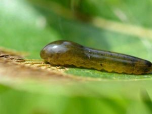 Lire la suite à propos de l’article Ravageurs des limaces du poirier – Comment tuer les limaces du poirier dans les jardins