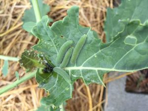 Lire la suite à propos de l’article Vers dans le brocoli – Chenilles dans la tête du brocoli