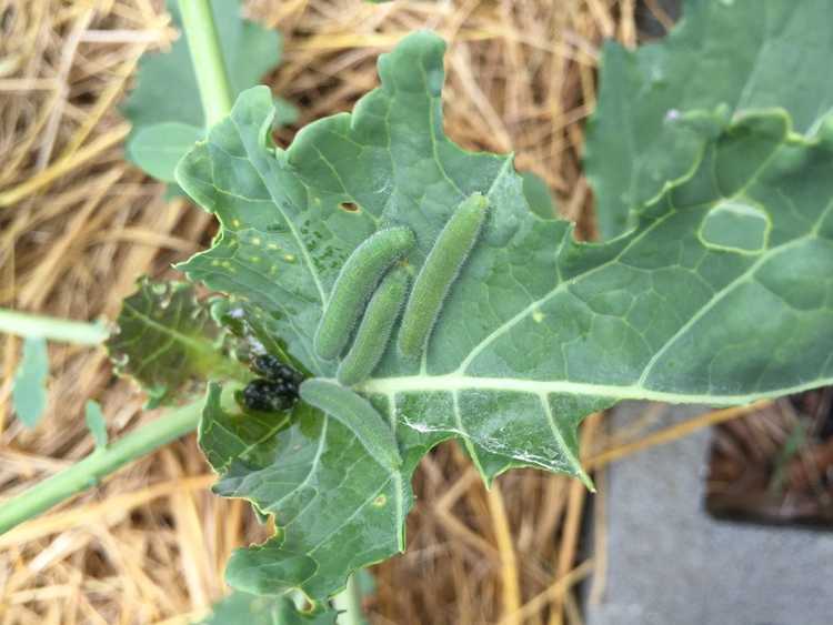 You are currently viewing Vers dans le brocoli – Chenilles dans la tête du brocoli