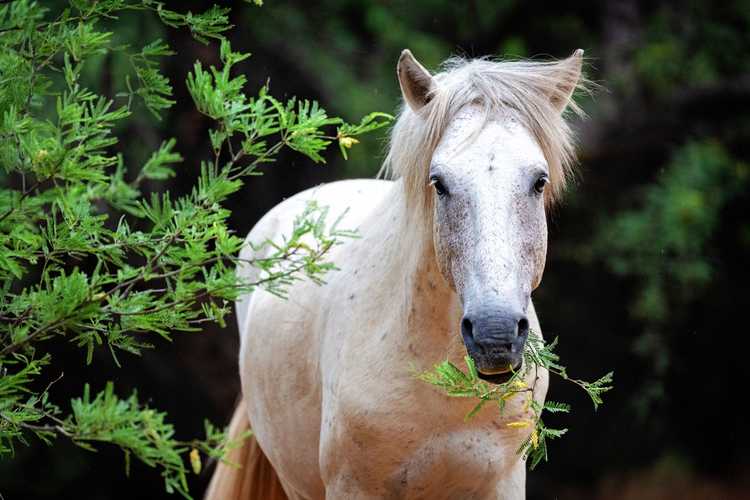 Lire la suite à propos de l’article Plantes toxiques pour les chevaux : plantes communes toxiques pour les chevaux