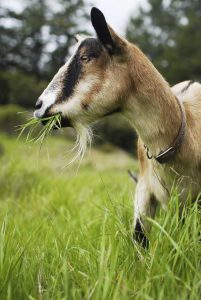 Lire la suite à propos de l’article Chèvres dans le jardin – Apprenez-en davantage sur l'utilisation des chèvres pour lutter contre les mauvaises herbes