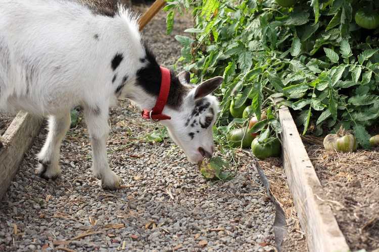 You are currently viewing Protection des plants de tomates : comment protéger les plants de tomates des animaux