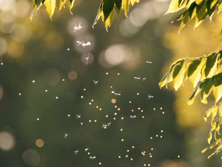 Lire la suite à propos de l’article Plantes de chèvrefeuille qui attirent les moustiques