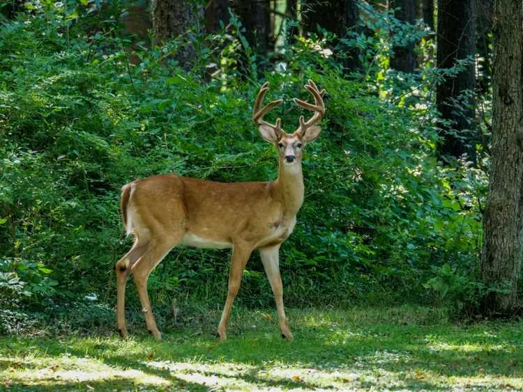 Lire la suite à propos de l’article Dissuader les cerfs et prévenir les tiques en se débarrassant du chèvrefeuille