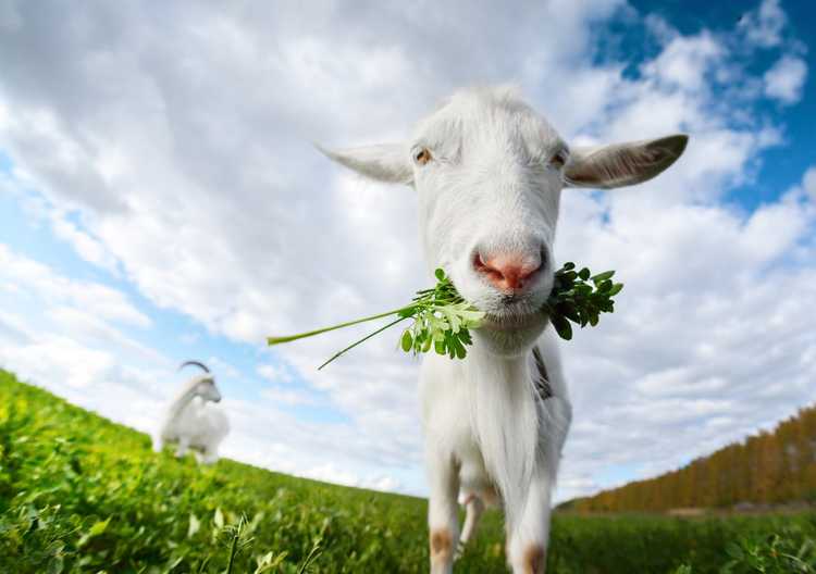 Lire la suite à propos de l’article Plantes que les chèvres ne peuvent pas manger – Certaines plantes sont-elles toxiques pour les chèvres