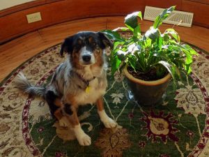 Lire la suite à propos de l’article Peace Lily And Dogs – Peace Lily est-il toxique pour les chiens