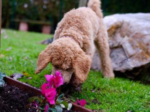 Lire la suite à propos de l’article Répulsifs naturels pour chiens faits maison