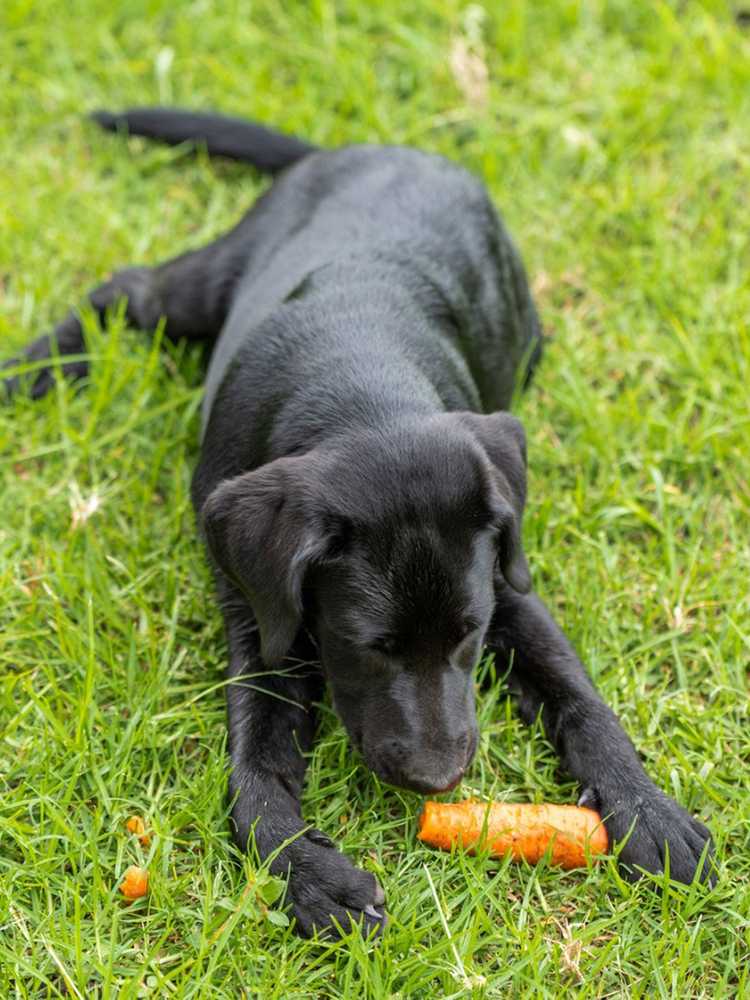 You are currently viewing Légumes adaptés aux chiens – Cultiver des fruits et légumes pour chiens