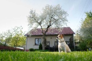 Lire la suite à propos de l’article Caca de chat ou de chien dans le sol – Désinfecter la terre du jardin après le passage des animaux domestiques