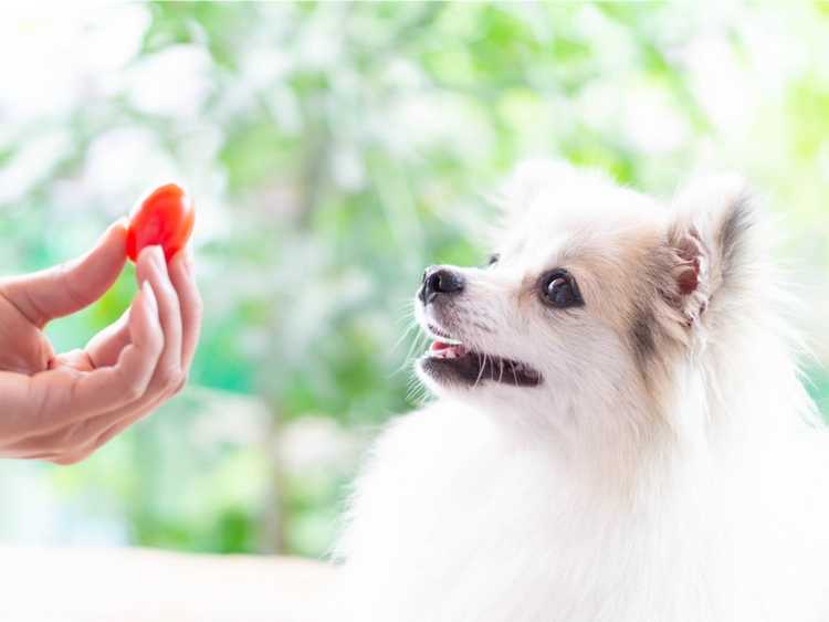 Lire la suite à propos de l’article Les chiens peuvent-ils manger des tomates ? Cultiver des tomates en toute sécurité avec des chiens