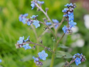 Lire la suite à propos de l’article Soins et caractéristiques des myosotis chinois