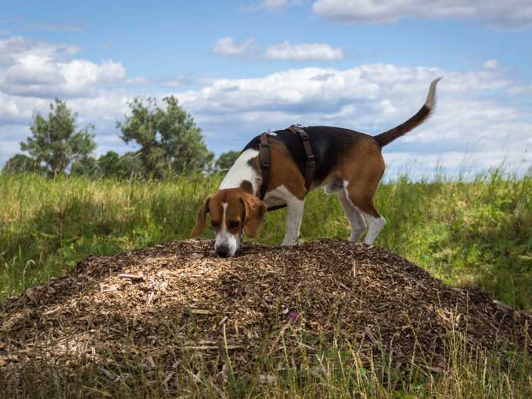 You are currently viewing Paillis et sécurité des animaux : conseils pour garder le paillis sans danger pour les animaux de compagnie