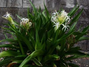 Lire la suite à propos de l’article Crinum Lily Division – Que faire avec les chiots Crinum Lily