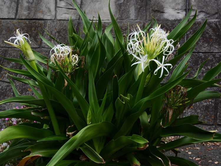 You are currently viewing Crinum Lily Division – Que faire avec les chiots Crinum Lily