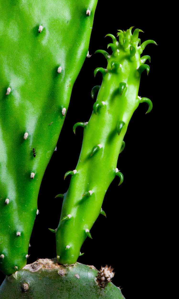 Lire la suite à propos de l’article Suppression des décalages des cactus : comment supprimer les bébés cactus sur une plante