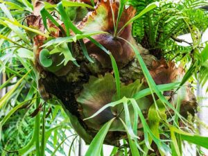 Lire la suite à propos de l’article Que sont les chiots Staghorn Fern : dois-je supprimer les chiots Staghorn Fern ?