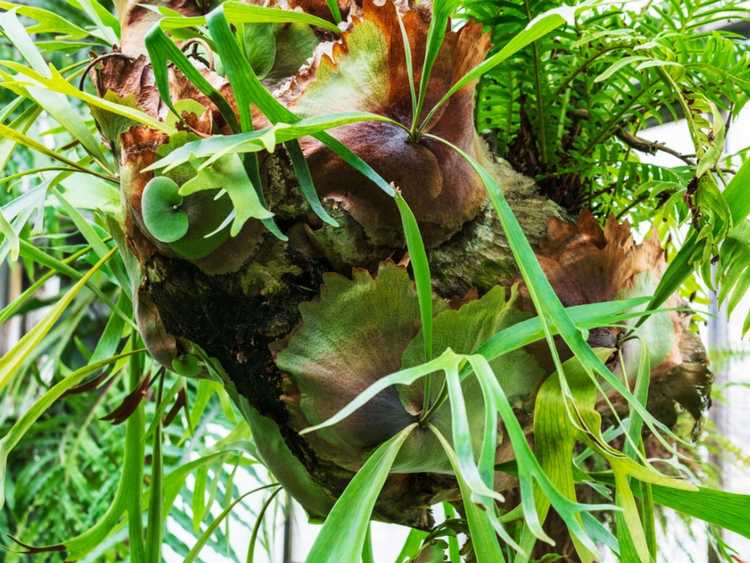 You are currently viewing Que sont les chiots Staghorn Fern : dois-je supprimer les chiots Staghorn Fern ?