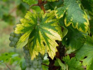 Lire la suite à propos de l’article Chlorose des feuilles et fer pour les plantes : que fait le fer pour les plantes