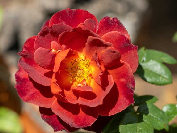 Lire la suite à propos de l’article 8 roses uniques à cultiver pour un jardin unique en son genre