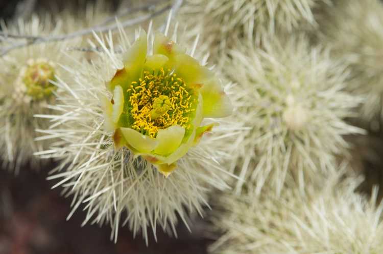 You are currently viewing Guide d'entretien de Jumping Cholla – Apprenez à faire pousser des cactus Jumping Cholla