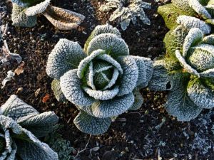 Lire la suite à propos de l’article Cultures par temps frais : comment les températures glaciales affectent les plantes résistantes au froid