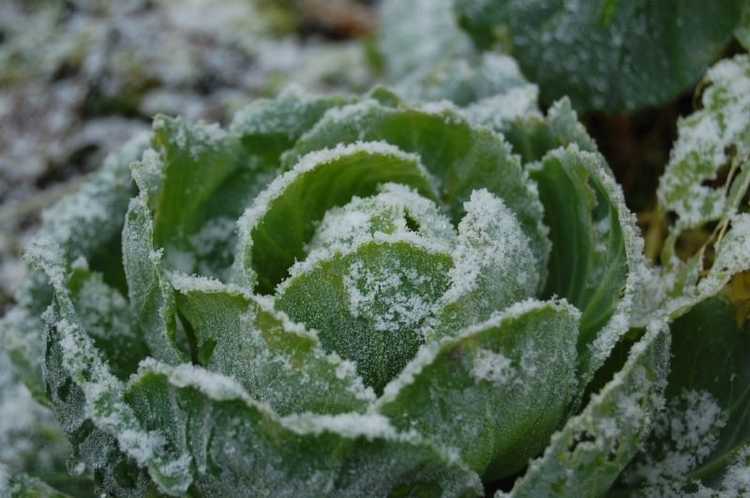 Lire la suite à propos de l’article Informations sur le chou d'hiver – Comment faire pousser des plants de chou d'hiver