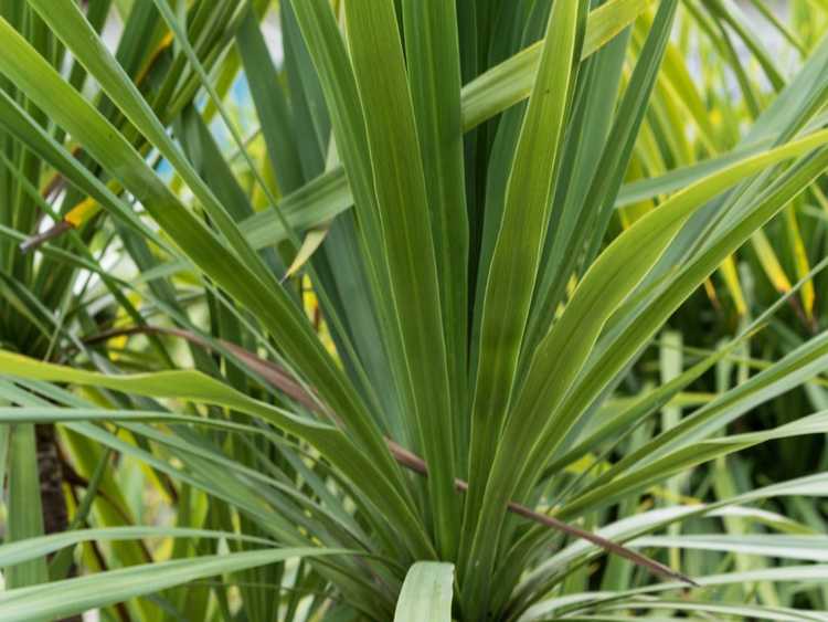 You are currently viewing Arbre de chou de montagne d'intérieur: comment faire pousser de la Cordyline Indivisa à l'intérieur