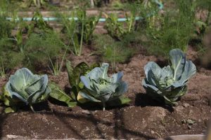 Lire la suite à propos de l’article Plantation de chou-fleur compagnon: que sont les plantes compagnes de chou-fleur