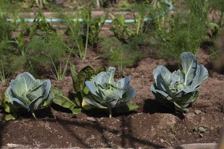 You are currently viewing Plantation de chou-fleur compagnon: que sont les plantes compagnes de chou-fleur