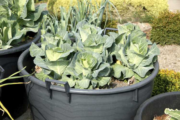 Lire la suite à propos de l’article Entretien des contenants de chou : conseils pour cultiver du chou en pots