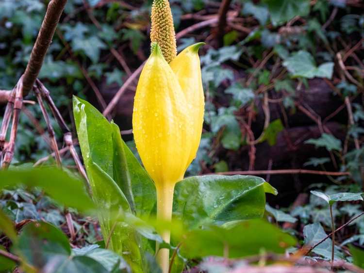 You are currently viewing Faits sur le chou puant : Cultiver des choux puants dans les jardins