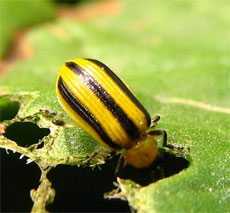 striped cucumber beetle