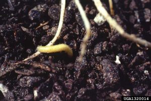 Lire la suite à propos de l’article Contrôler la chrysomèle des racines du maïs – Prévenir les blessures causées par la chrysomèle des racines du maïs dans les jardins