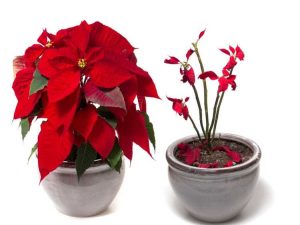 Lire la suite à propos de l’article Principales raisons pour lesquelles les feuilles de poinsettia tombent