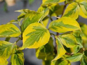 Lire la suite à propos de l’article Chute des feuilles du cornouiller : raisons pour lesquelles les feuilles tombent du cornouiller