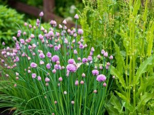 Lire la suite à propos de l’article Repousser les mauvais insectes avec des plantes