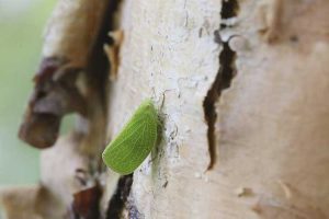 Lire la suite à propos de l’article Insectes ravageurs des cicadelles : comment se débarrasser des cicadelles