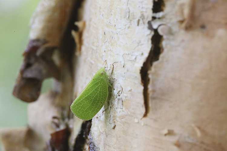 You are currently viewing Insectes ravageurs des cicadelles : comment se débarrasser des cicadelles