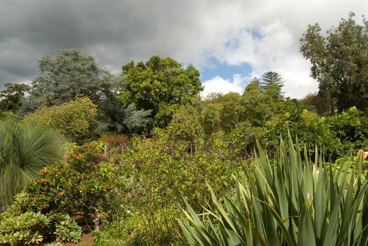 Lire la suite à propos de l’article Protéger les plantes par temps violent – Renseignez-vous sur les dommages causés aux plantes par les orages