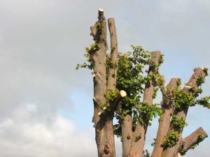 Lire la suite à propos de l’article Informations sur la cime des arbres – La cime des arbres nuit-elle aux arbres