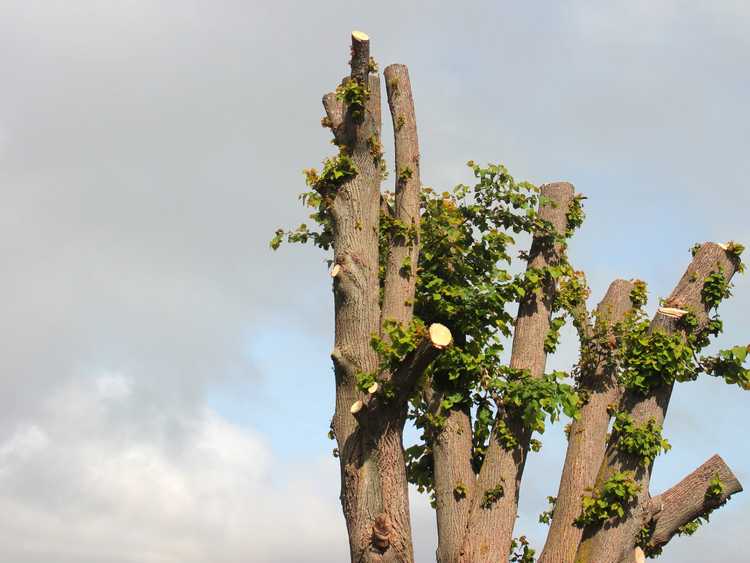 You are currently viewing Informations sur la cime des arbres – La cime des arbres nuit-elle aux arbres