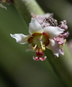 Lire la suite à propos de l’article Qu'est-ce qu'une plante Candelilla – Comment faire pousser une plante succulente d'Euphorbia en cire
