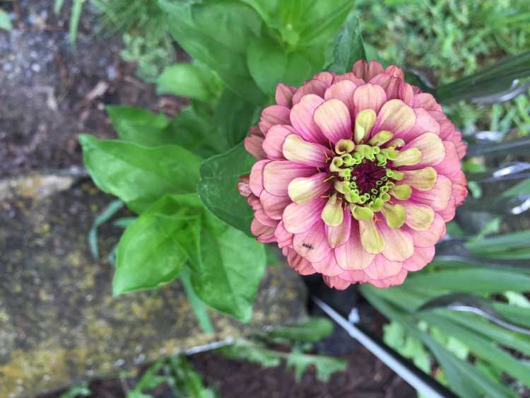 You are currently viewing Prendre soin des zinnias Queen Lime – Comment faire pousser des fleurs de Queen Lime Zinnia