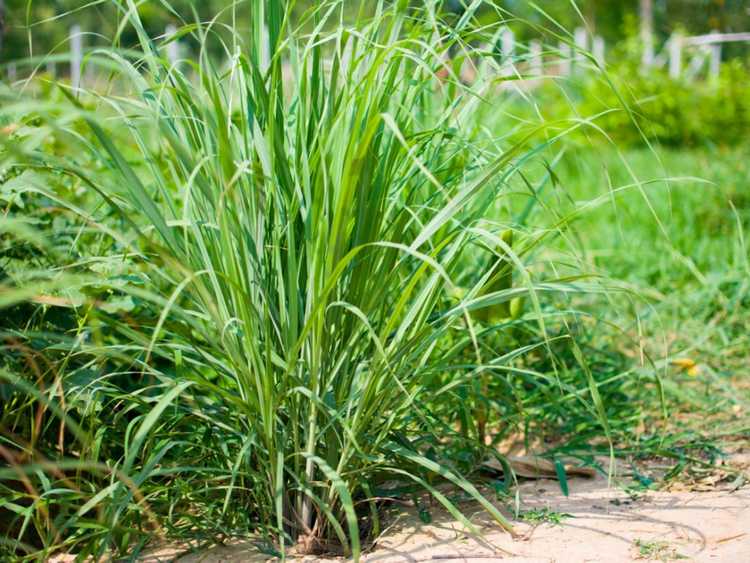 You are currently viewing Herbes de citronnelle : découvrez comment cultiver une plante de citronnelle