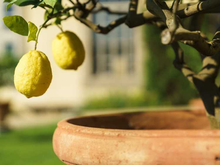 You are currently viewing Cultiver des citronniers dans des conteneurs