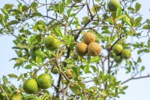 Lire la suite à propos de l’article Problèmes liés au citronnier : traiter les maladies courantes du citronnier