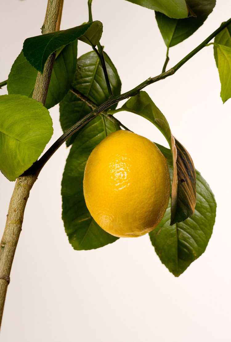You are currently viewing Entretien du citronnier Meyer – En savoir plus sur la culture des citrons Meyer